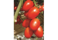 Гранадеро F1 - томат індетермінантний 250 насінин, Enza Zaden Голландія фото, цiна